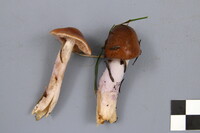 Cortinarius stillatitius image